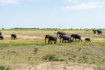 Fototapeta premium Wild African Elephants Along the Chobe River