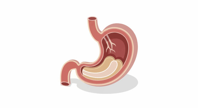 Cross section of human stomach showing internal layers and contents.