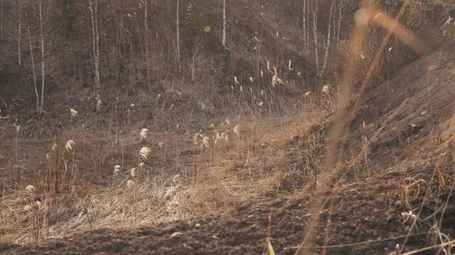 Dry brown highland with dead trees and withered grass