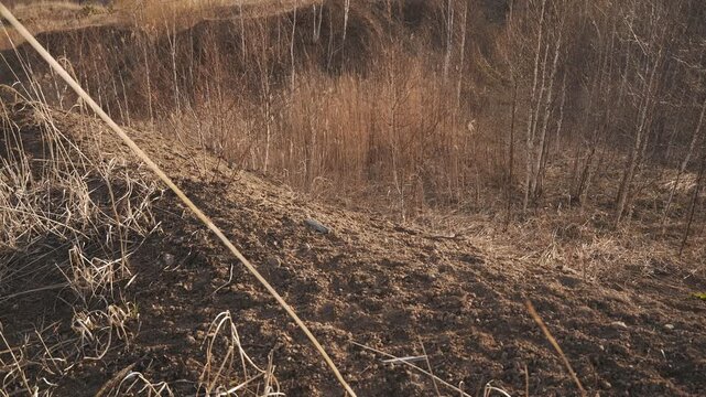 Dry brown highland with dead trees and withered grass