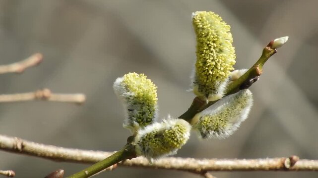 【4K】早春の深山に咲くバッコヤナギの花穂：柔らかな芽吹きと青空のコントラスト。青森の自然風景素材　[4K] Bakko Willow (Salix bakko) Catkins in Early Spring: Soft Budding Scene Against Blue Sky, Aomori Japan 撮影日：20260414-1