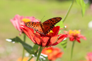 Fototapeta premium Orange butterfly. Butterfly landing on a zinnia flower. Orange butterfly on a zinnia flower.