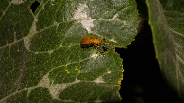 This insect is an Aulacophora beetle, most likely the Aulacophora femoralis species. Members of this genus are commonly referred to as Pumpkin beetles or Cucurbit leaf beetles. Taken from Philippines.