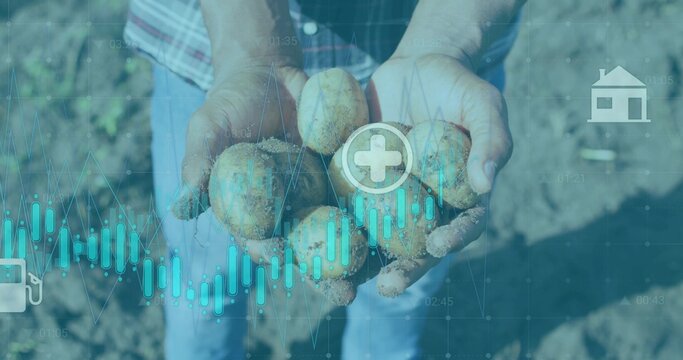Cradling dirty potatoes, farmer wearing plaid shirt and jeans in field with teal data charts or icon