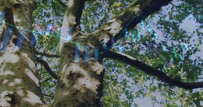 Showing mature trunk and branches in canopy, casting dappled light with turquoise overlay