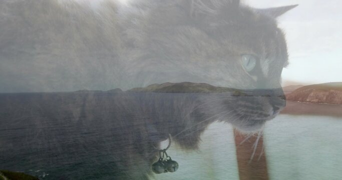 Overlaying gray long-haired domestic cat gazing right over coastal shoreline, with collar bells