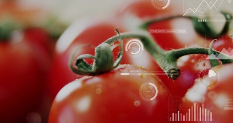 Fototapeta premium Capturing ripe tomato showing curled calyx, water droplets and specular shine at studio, with HUD