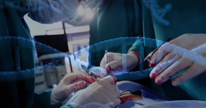 Operating gloved surgeons in green gowns manipulating draped torso in OR with scalpel, forceps, DNA