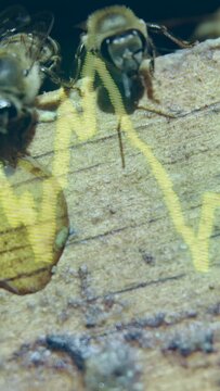 Vertical video: Amber drop drawing bees feeding to eat at crevice, yellow graph tracing numbers