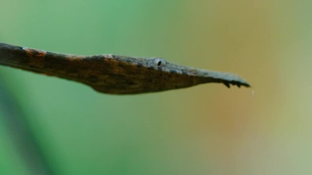 Extreme close up of a Malagasy or madagascar leaf nosed snake (Langaha madagascariensis) in Madagascar island.
