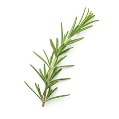 Obraz premium Fresh green sprig of aromatic rosemary herb isolated on white background flat lay.