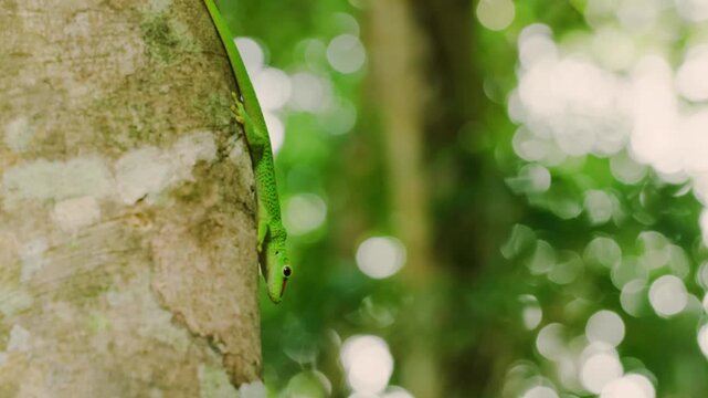 Close up of a giant Madagascar day gecko (Phelsuma grandis) in Madagascar island.