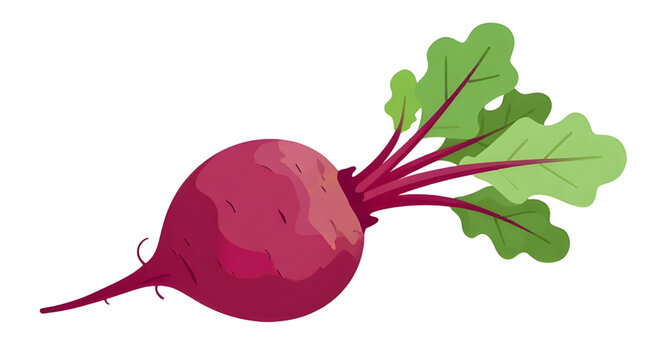 beetroot, beet, vegetable, red, root, flat, simple, illustration, food, organic, healthy, natural, farm, ingredient, produce, isolated, vector