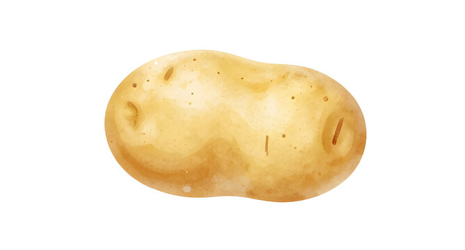 potato illustration isolated, fresh potato vector, brown root vegetable, organic farm produce, raw potato graphic, healthy food clipart, simple potato drawing, natural vegetable artwork, grocery produ