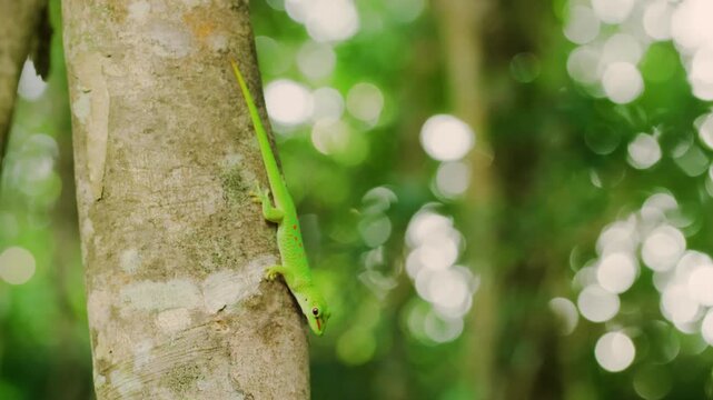 Madagascar day gecko (Phelsuma grandis) sticking to a tree.