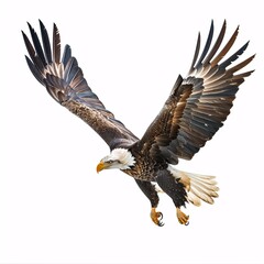 Obraz premium Majestic Eagle in Flight Isolated on White Background - Powerful Bird of Prey Spreading Wings
