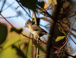 oak titmouse standing on a branch with nest material in beak © Yifeng
