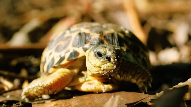 Close up of Face of a Spider tortoise (Pyxis arachnoides). Tropical rainforest of Madagascar island.