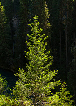 Johnson Canyon, Banff NP