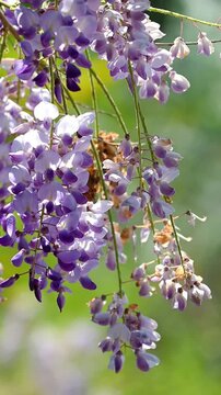 Purple wisteria flower clusters hanging from vine moving gently with the wind, soft green bokeh background, romantic spring nature scene in slow motion vertical video for social media