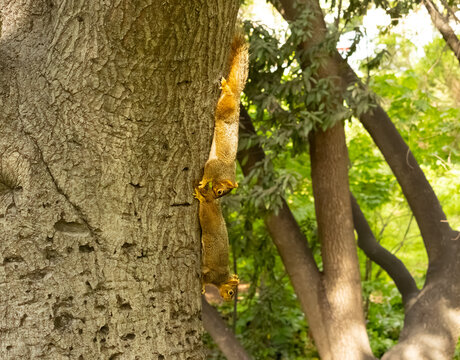 two squirrel chasing each other on the side of a tree