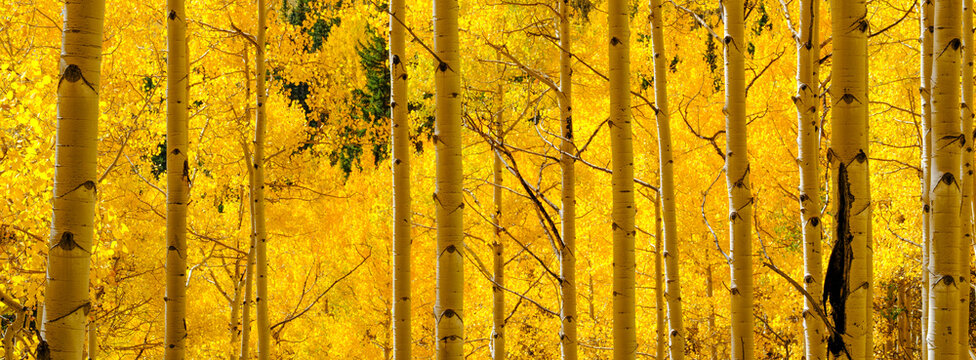 Aspen leaves background