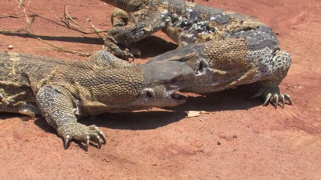 Two African Rock Monitor Lizards Running on Sandy Ground shedding patches of old skin