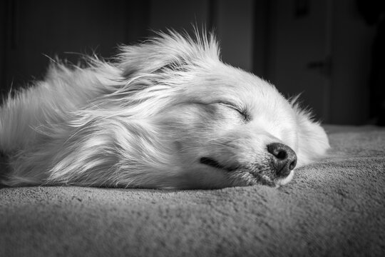 white dog sleeping