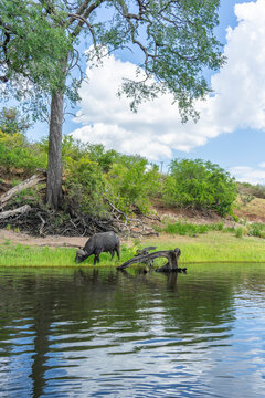 African Buffalo Drinking at the Riverbank