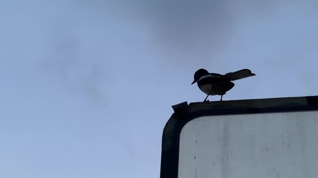 The bird is singing, wildlife
