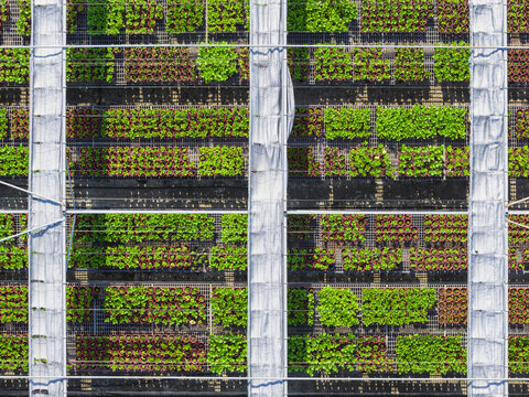 Aerial view of Hydrangea Flowers Nursery with rows of green potted plants and white protective covers in Taiwan.
