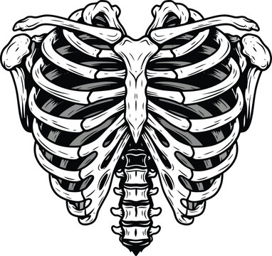 Human Rib Cage and Spine Bone Structure Illustration for Medical Anatomy