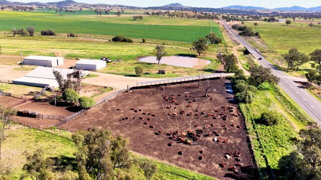 Aerial drone footage shows cattle in a dusty pen near a highway and green fields.