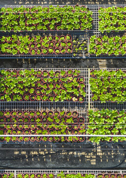 Aerial view of Hydrangea Flowers Nursery with organized rows of green seedlings in red pots on metal grid tables Taiwan.
