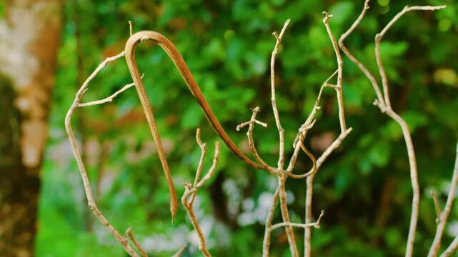 Malagasy or Madagascar leaf nosed snake (Langaha madagascariensis) crawling on branches of a plant in Madagascar island.