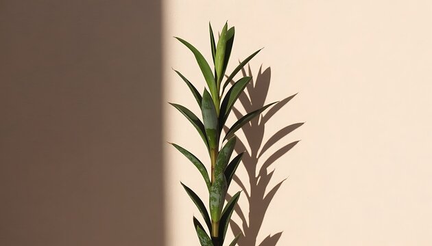 Green plant with long leaves on gray background