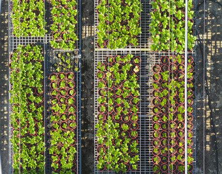 Aerial view of Hydrangea Flowers Nursery with rows of young green plants in pots on metal racks under bright sunlight in Taiwan.