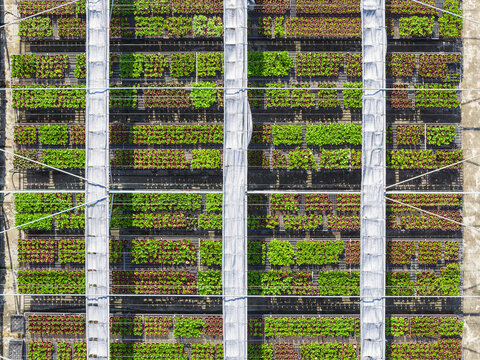 Aerial view of Hydrangea Flowers Nursery with rows of potted plants under a white structural grid in Taiwan.