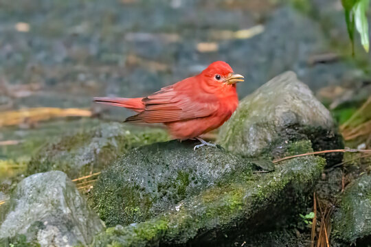 Summer Tanager standing on a rock