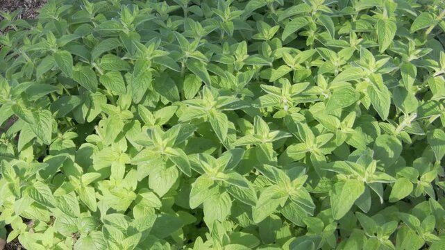 Tokyo, Japan - April 26, 2026: Closeup of oregano leaves in summer