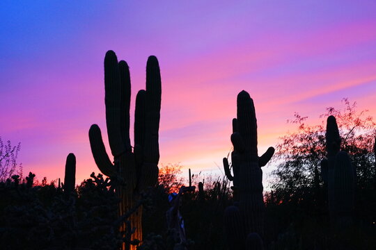 Pink Sunset Sky and Saguaro Cactus Silhouette in Phoenix, Arizona - アリゾナ フェニックス 夕暮れに染まる空とサボテンのシルエット