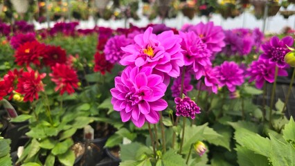 Obraz premium flowers in the garden