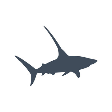 Vector illustration of a thresher shark isolated on a white background, showing its characteristic long upper caudal fin lobe, dorsal fin, and gills in a side profile view.