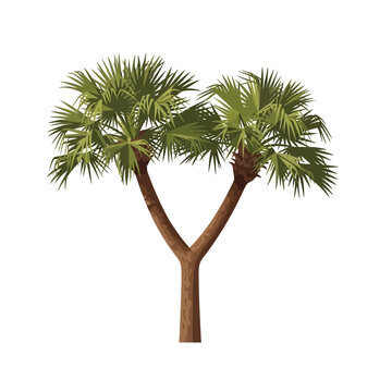 Vector illustration of a Hyphaene thebaica doum palm tree with a bifurcated Y-shaped trunk and fan-shaped green leaves isolated on a white background for landscape design.
