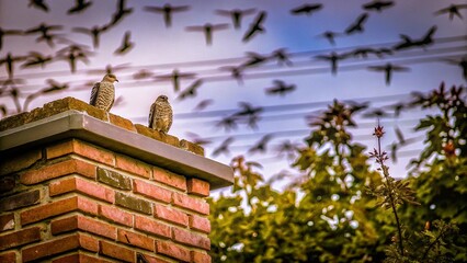 Naklejka premium Cooper's hawks (Accipiter cooperii) hunting Vaux's swifts on a chimney right in the middle of Portland, USA. 
