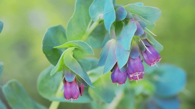 Tokyo, Japan - April 26, 2026: Closeup of Cerinthe major in summer
