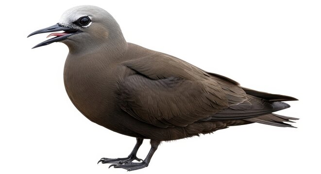 Isolated Brown Noddy Bird with White Head and Open Beak.