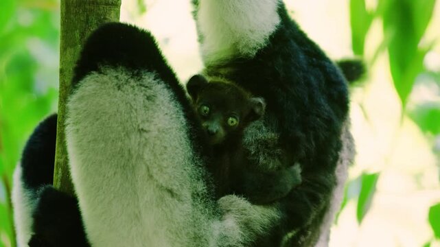 A Mother indri with her baby, black and white lemur, on a tree in Madagascar rainforest. 