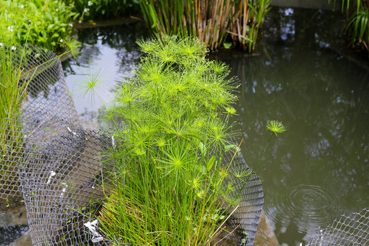Cyperus alternifolius water plant in the pond