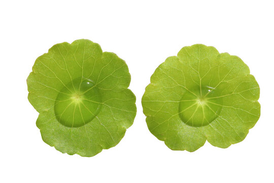 Water pennywort leaves with water drops on a white background.